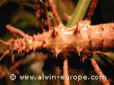 Dornen von Aretaon asperrimus